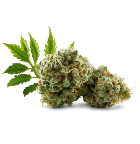 green-weed-strain-png-11-6jdzsn6kc4uza0cu.jpg